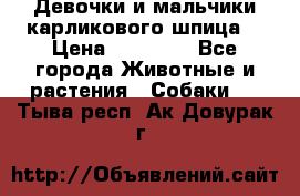 Девочки и мальчики карликового шпица  › Цена ­ 20 000 - Все города Животные и растения » Собаки   . Тыва респ.,Ак-Довурак г.